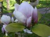 160-6043_IMG.JPG