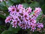 160-6063_IMG.JPG