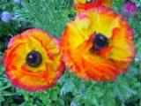 160-6071_IMG.JPG