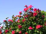 160-6073_IMG.JPG