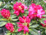 160-6094_IMG.JPG