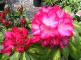 160-6095_IMG.JPG