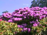 161-6135_IMG.JPG