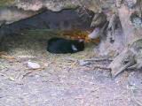 162-6224_IMG.JPG