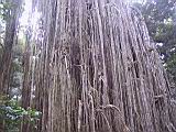 IMG_5418.JPG