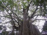 IMG_5420.JPG