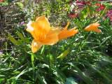 IMG_5444.JPG