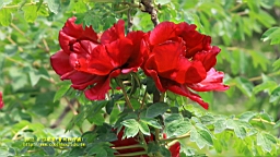 IMG_7832S.JPG