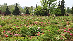 IMG_7837.JPG