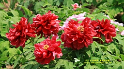 IMG_7844.JPG