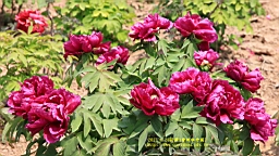 IMG_7845.JPG
