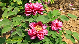 IMG_7847.JPG