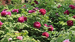 IMG_7857.JPG