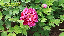 IMG_7859.JPG