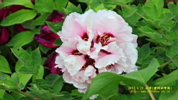 IMG_7860.JPG