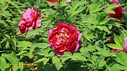 IMG_7861.JPG