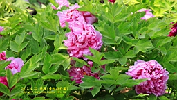 IMG_7862.JPG
