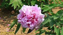IMG_7863.JPG