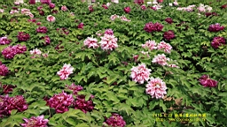IMG_7865.JPG