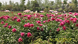 IMG_7868.JPG