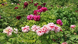IMG_7869.JPG