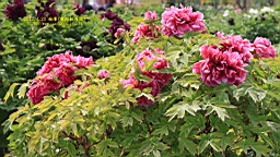 IMG_7870.JPG