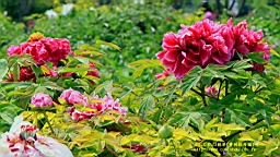 IMG_7871.JPG