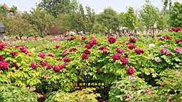 IMG_7875.JPG