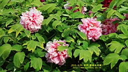 IMG_7880.JPG