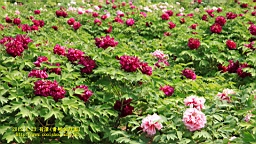 IMG_7882.JPG