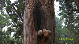 IMG_7923.JPG