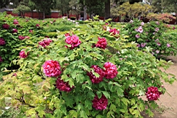 IMG_8065.JPG