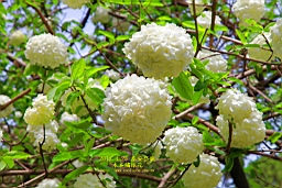IMG_8074.JPG
