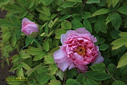 IMG_8155.JPG