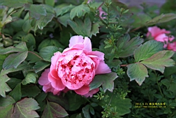 IMG_8175.JPG