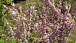 IMG_8198.JPG