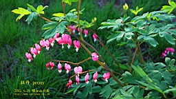 IMG_8327t.JPG