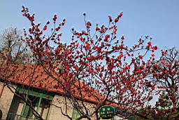 IMG_8331.JPG