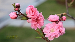 IMG_8372t.JPG