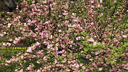 IMG_8458.JPG
