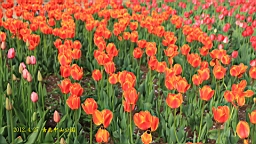 IMG_8484.JPG