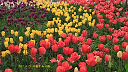 IMG_8485.JPG