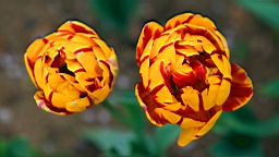 IMG_8498.JPG