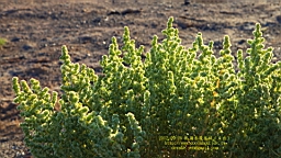 IMG_2476.JPG