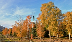 IMG_2890.JPG