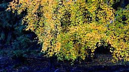 IMG_3001.JPG