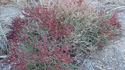 DSC00547.JPG