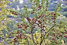 2014-09-248620.JPG
