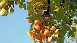 2014-09-278760.JPG