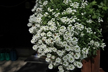 2014-10-039293.JPG